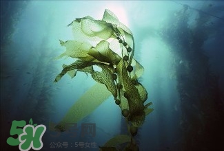 螺旋藻能解酒嗎？解酒的方法有哪些？