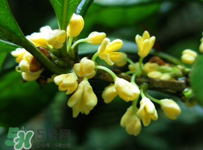 新鮮桂花怎么清洗？新鮮桂花可以冷凍嗎？