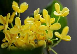 新鮮桂花怎么清洗？新鮮桂花可以冷凍嗎？