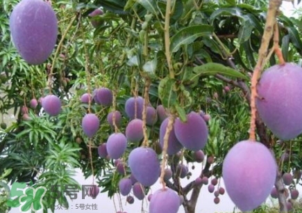 芒果有哪些品種？哪種芒果最好吃？