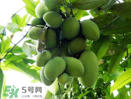 芒果有哪些品種？哪種芒果最好吃？