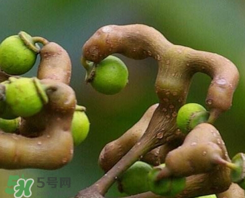 拐棗怎么泡酒？拐棗的功效與作用