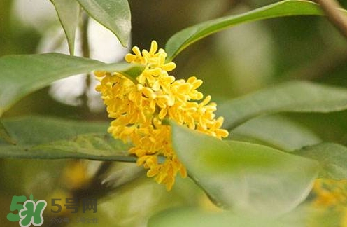 新鮮桂花怎么清洗？新鮮桂花可以冷凍嗎？