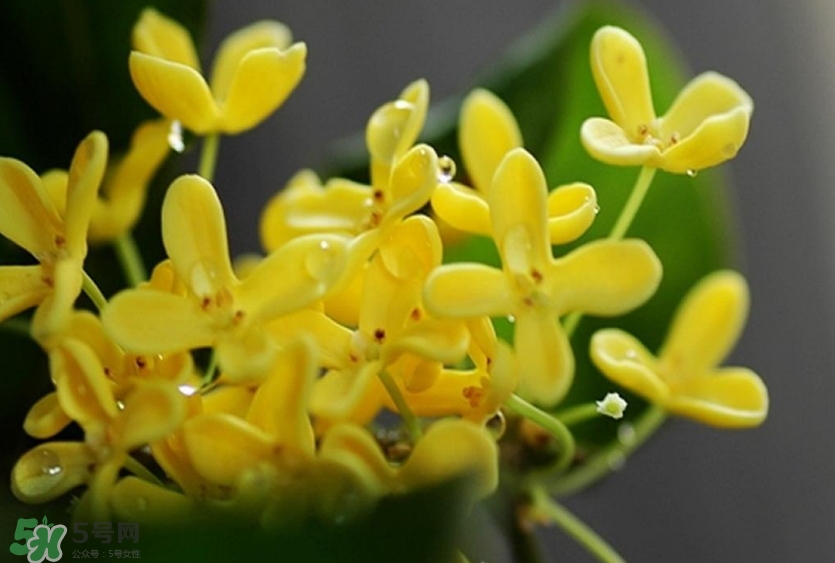 新鮮桂花怎么清洗？新鮮桂花可以冷凍嗎？