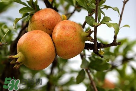 中秋節(jié)吃石榴嗎？中秋節(jié)吃石榴有什么寓意？