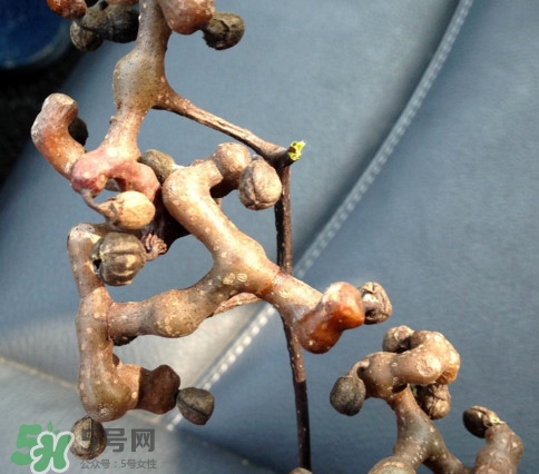 新鮮拐棗吃著澀怎么處理？拐棗為什么澀