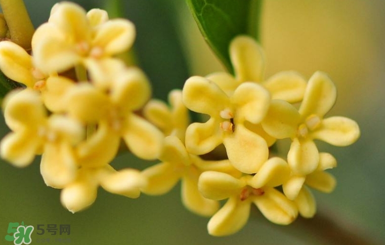 新鮮桂花怎么清洗？新鮮桂花可以冷凍嗎？
