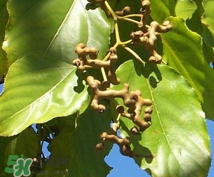 吃拐棗對(duì)人有什么好處？拐棗哪里有賣的