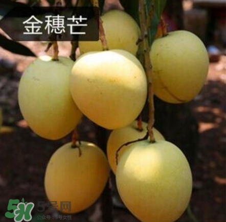 芒果有哪些品種？哪種芒果最好吃？