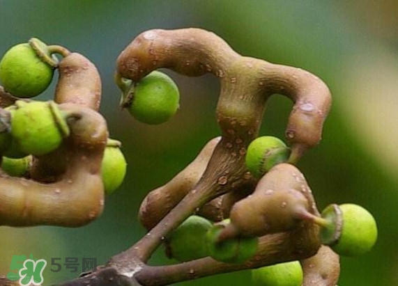 新鮮拐棗吃著澀怎么處理？拐棗為什么澀