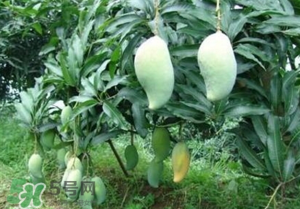 芒果有哪些品種？哪種芒果最好吃？