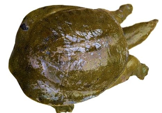 腳魚有靈性嗎？腳魚吃了有什么好處