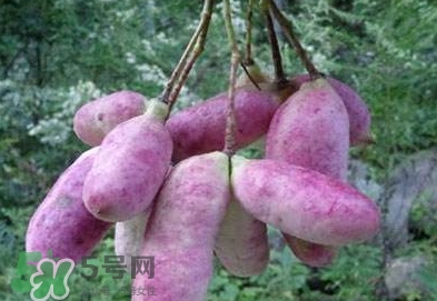八月瓜可以補腎嗎？八月瓜的營養(yǎng)價值