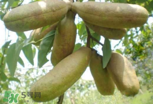 八月瓜可以經(jīng)常吃嗎？八月瓜可以多吃嗎？