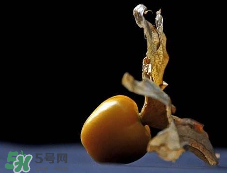姑娘果可以泡水喝嗎？姑娘果怎么泡水喝？