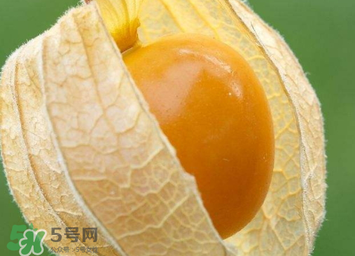 燈籠果是熱性還是涼性？燈籠果是涼性的嗎？
