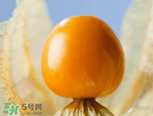 燈籠果是熱性還是涼性？燈籠果是涼性的嗎？