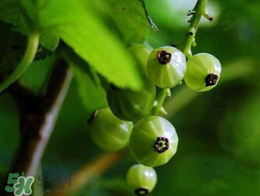 燈籠果什么時候種植？燈籠果怎么種植？