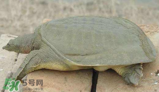 腳魚是什么？腳魚和烏龜?shù)膮^(qū)別