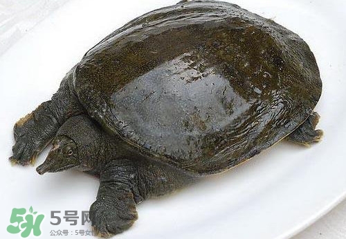 腳魚有靈性嗎？腳魚吃了有什么好處