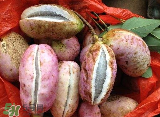八月瓜孕婦能吃嗎？八月瓜的功效與作用
