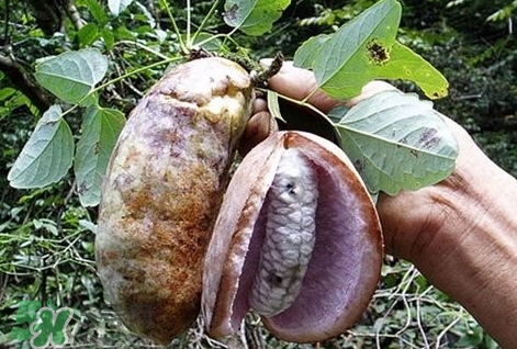 八月瓜能種植嗎？八月瓜怎么種植？