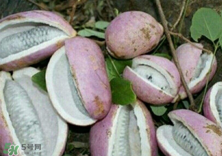 八月瓜能種植嗎？八月瓜怎么種植？
