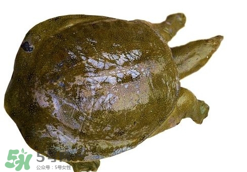 腳魚不能和什么一起吃？腳魚可以燉蟲草嗎