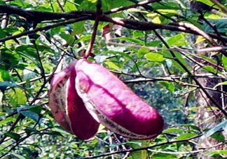 八月瓜能種植嗎？八月瓜怎么種植？