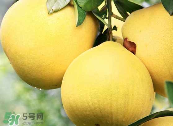 經(jīng)期能吃蜜柚嗎？蜜柚能和葡萄一起吃嗎