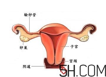 子宮畸形有哪些？子宮畸形有什么影響？