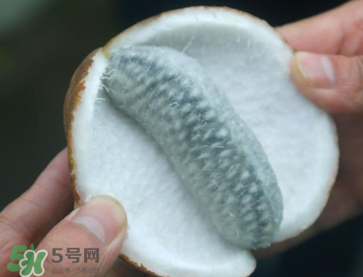 八月瓜可以補腎嗎？八月瓜的營養(yǎng)價值