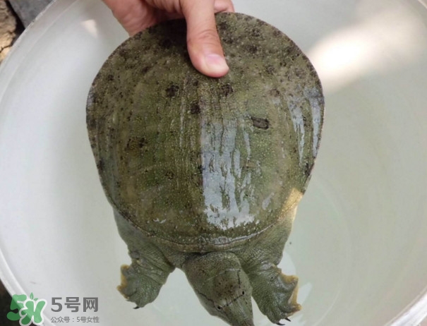 腳魚不能和什么一起吃？腳魚可以燉蟲草嗎