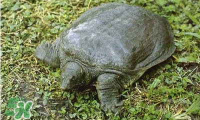 甲魚是烏龜嗎？甲魚是王八嗎？