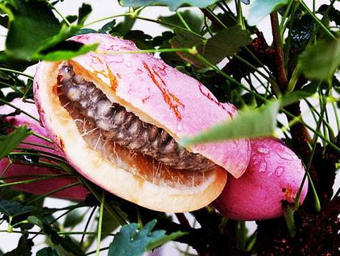 八月瓜的藥用價(jià)值有哪些？八月瓜能治什么?。?></p><h3>八月瓜好吃嗎</h3><p>八月瓜，名字就給人一種新鮮的感覺(jué)，作為一種野生果品的它，味道又是如何?曾經(jīng)有人說(shuō)，還是不要吃八月瓜，因?yàn)槌粤酥缶镁貌荒芡浰奈兜?。通常人們想到的就是，苦口良藥，它既然有著這么多的功效，相信味道肯定是苦的，或者是怪怪的，真的是這樣嗎?</p><p>八月瓜鮮品是可以生吃的，它的果肉與籽都很滑，黑白分明又粘得很緊，很多人都說(shuō)很好吃，因?yàn)槌墒炝说陌嗽鹿衔兜栏侍鹎鍧?rùn)，妙不可言。一口咬下去，它乳白多汁，香甜滑嫩，清潤(rùn)芬芳，美味可口，遠(yuǎn)勝過(guò)蜂蜜呢。它完美的功效下，味道竟是如此的好，沒(méi)嘗過(guò)的我，也是醉了。如果有機(jī)會(huì)還真的想嘗嘗，其他忍不住想要嘗嘗鮮的親們，不妨一試哦。</p><p style=