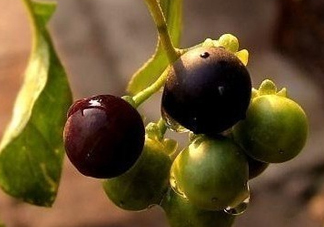 龍葵果可以治癌癥嗎？吃龍葵果有什么好處