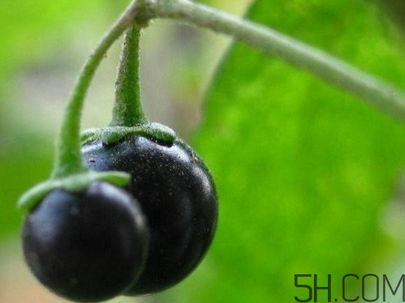 龍葵果可以吃嗎？龍葵果能不能當(dāng)水果吃