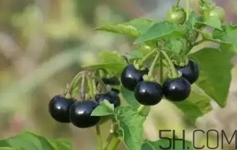 龍葵果可以治療近視眼嗎？龍葵果可以泡水喝嗎