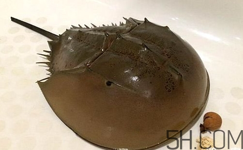 中華鱟是保護(hù)動(dòng)物嗎？中華鱟和圓尾鱟的區(qū)別