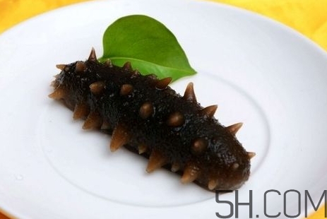 海參是高蛋白食物嗎？海參是素食嗎？