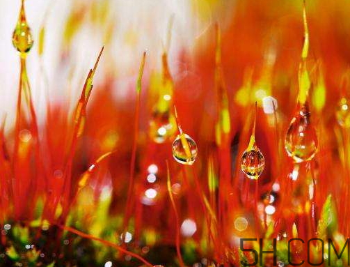 2017年寒露會下雨嗎？寒露下雨好嗎？