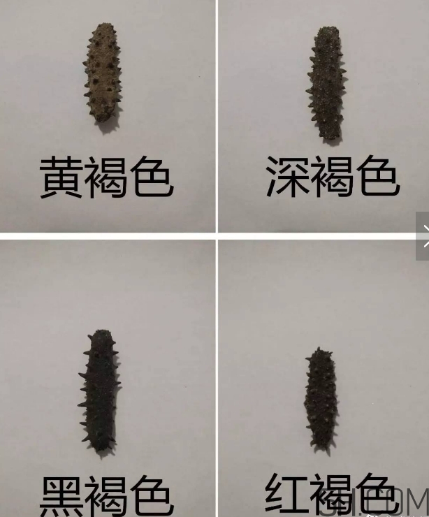 海參顏色深好還是淺好？海參顏色發(fā)白時怎么回事？