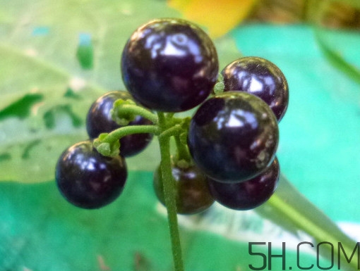 龍葵果泡酒有什么功能？龍葵果的功效與作用
