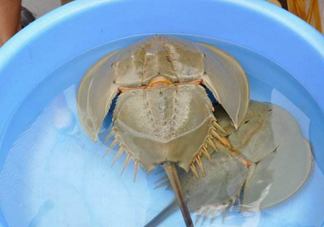 中華鱟能吃嗎？中華鱟怎么讀