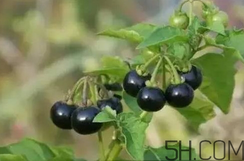 龍葵果是黑天天嗎？龍葵果是黑枸杞嗎？