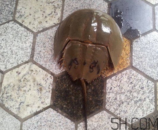 中華鱟多少錢一斤？中華鱟有什么藥用價值