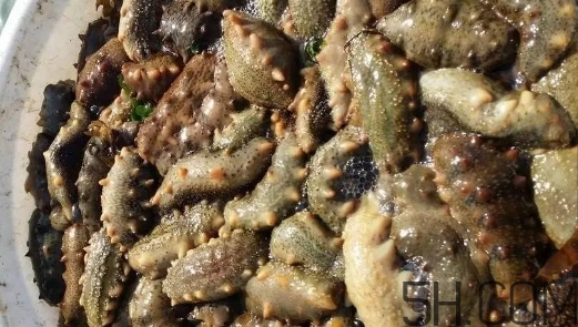 海參顏色深好還是淺好？海參顏色發(fā)白時怎么回事？