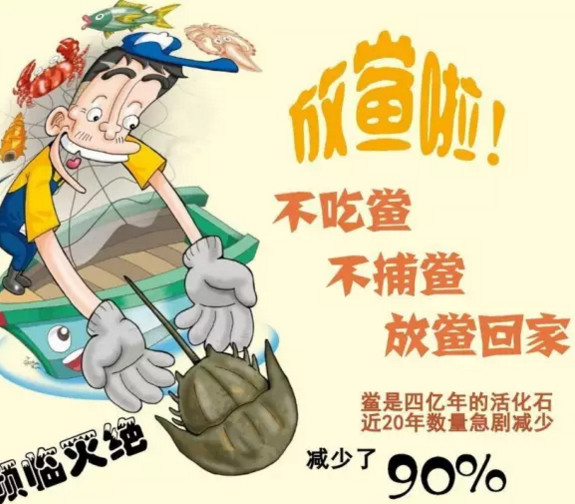 中華鱟能活多久？中華鱟最大能長(zhǎng)多大