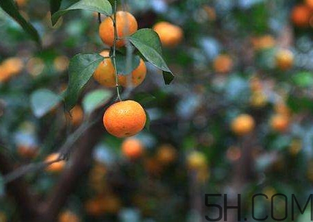 沙糖桔什么時(shí)候施鉀肥？沙糖桔什么時(shí)候種植
