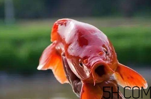 荷包紅鯉魚多少錢一斤？荷包紅鯉魚能吃嗎